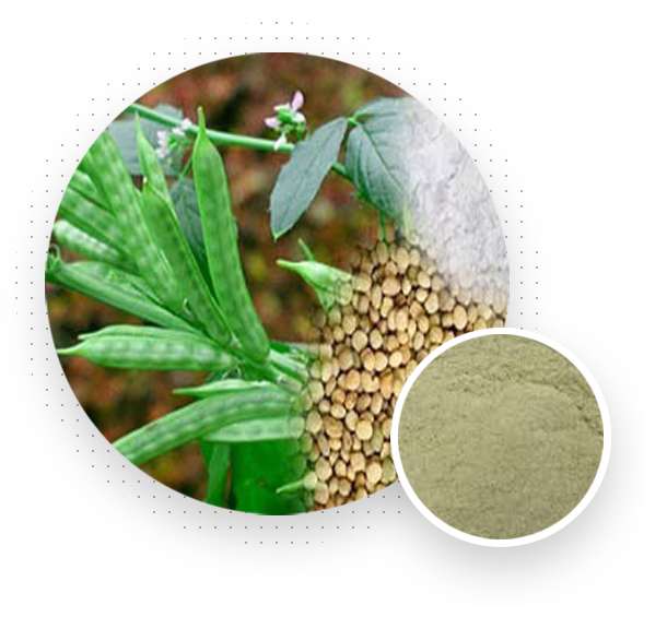 Cassia Gum Powder Manufacturer & Exporter