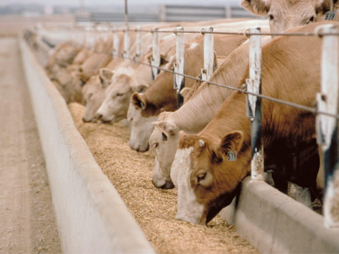 Cassia Meal in Cattle Feed Production