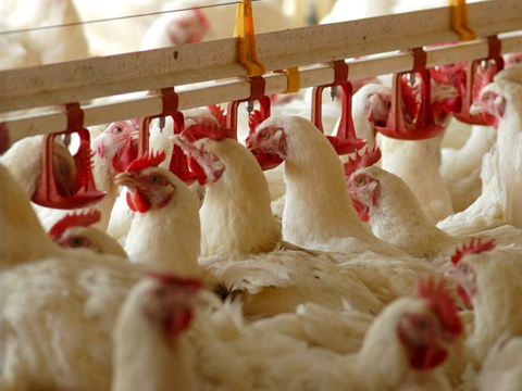 Usage of Cassia Gum Powder in Poultry Industry