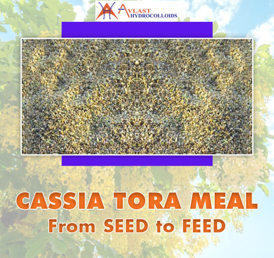 Cassia Tora Meal for Poultry Feed