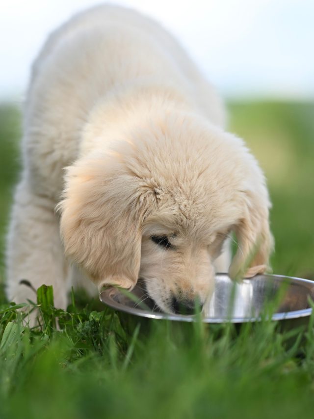 Why are Cassia Tora Splits Commonly Used in Pet Food Products