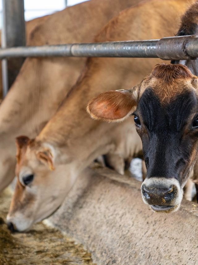 Top 5 Benefits of Cassia Tora Meal in Cattle Feed