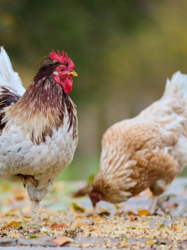 Why are Cassia Tora Splits Used in Poultry Feed