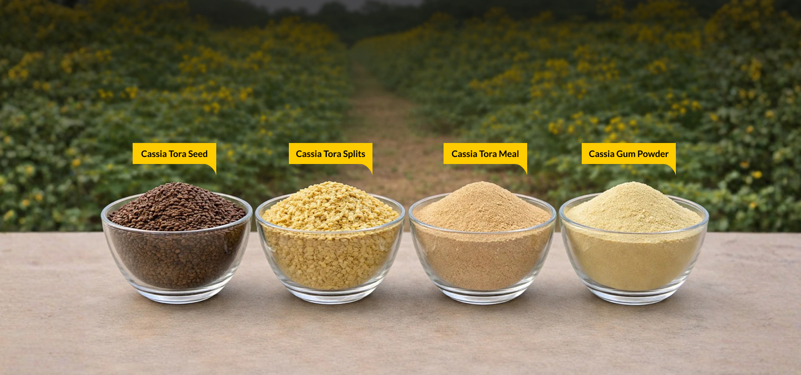 Cassia Gum Powder Banner