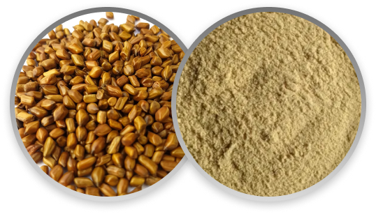 Cassia Product