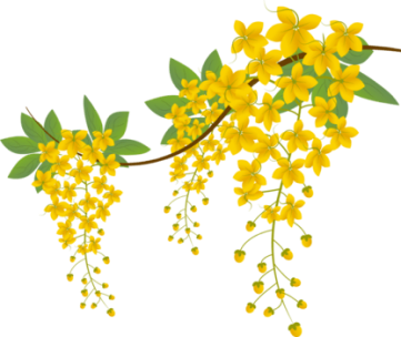 cassia fistula
